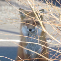 Wildlife: Tricky Fox