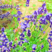 Lavender fields of La Maison Lavande!