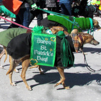 How to survive to a St-Patrick`s parade in the cold